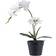 House Nordic Orchid Green/White Artificial Plant