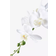 House Nordic Orchid Green/White Artificial Plant