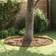 vidaXL Garden Lawn Edging Rusty Weathering Steel