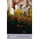 A Month in the Country (Penguin Modern Classics) (Paperback, 2000)