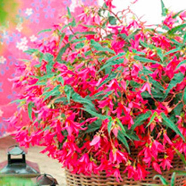 Begonia semperflorens 'Options Mixed' - Seeds
