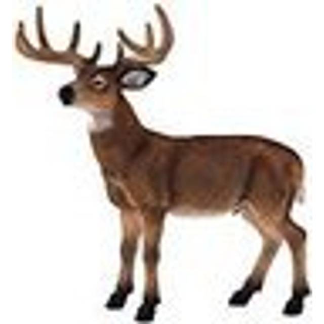 White Tailed Deer Buck