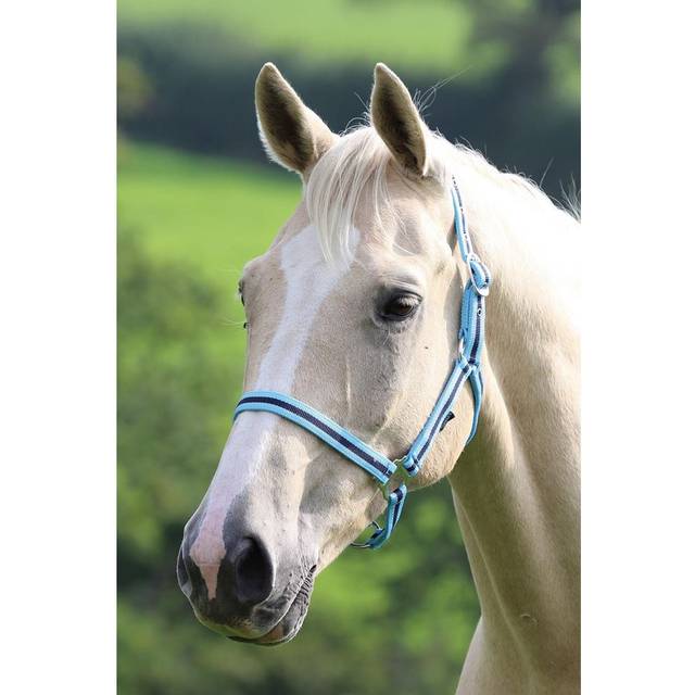 Shires Wessex Headcollar - Purple/Lilac / Cob