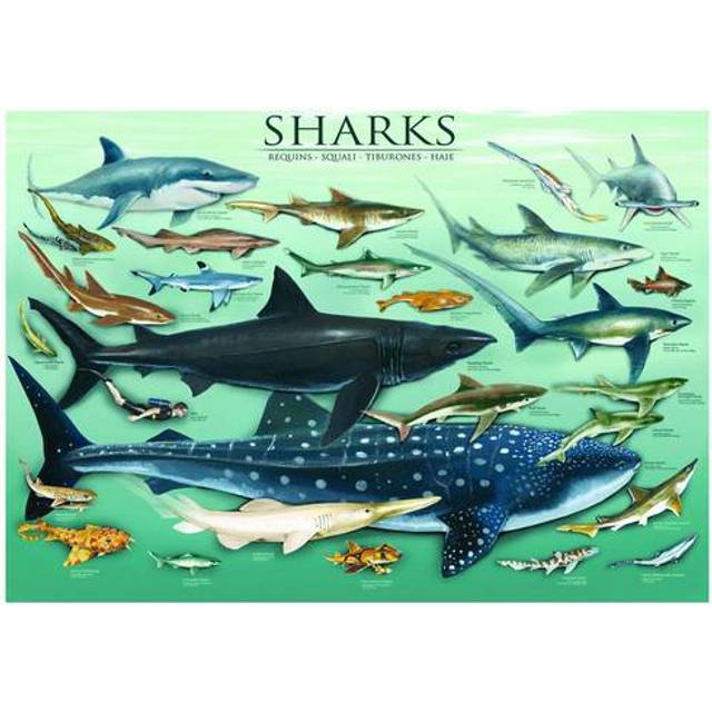 Jigsaw Puzzle - 1000 Pieces - Sharks
