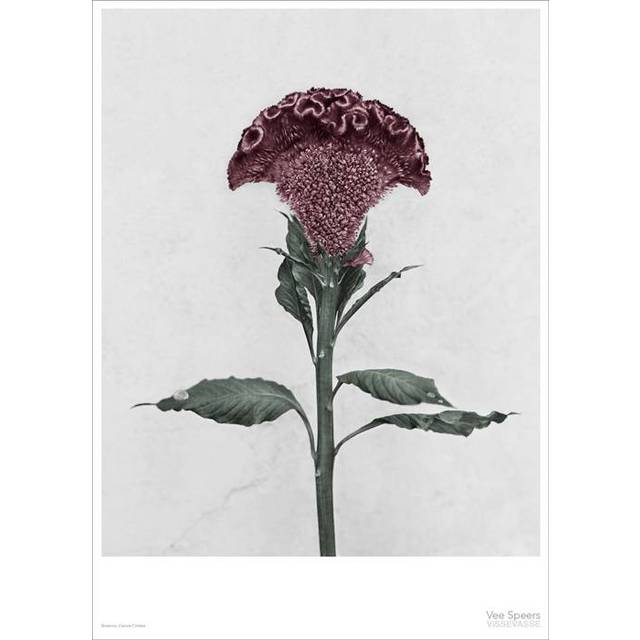 ViSSEVASSE - Vee Speers - Botanic Series - Affisch - Celosia Cristata - 50 x 70