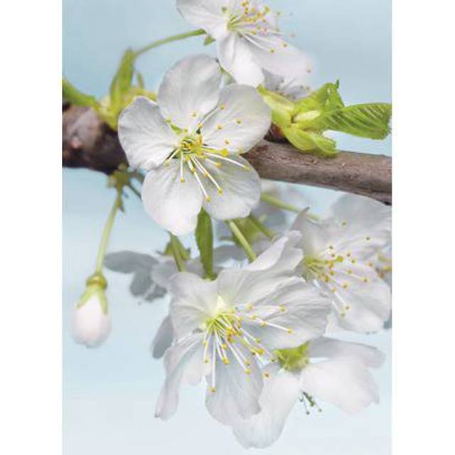 Wall mural - Blossom - 184 x 248 cm - Non-woven - Floral and botanical - Indoor