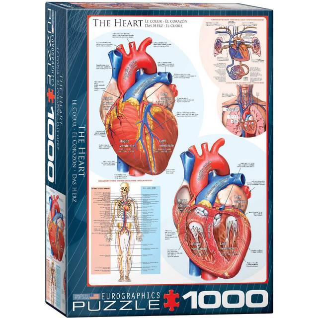 The Heart