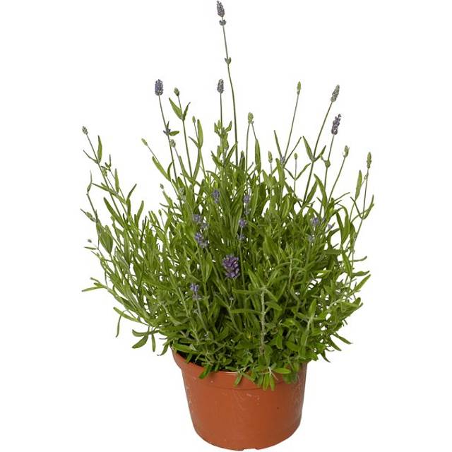 Lavender Felice Staude