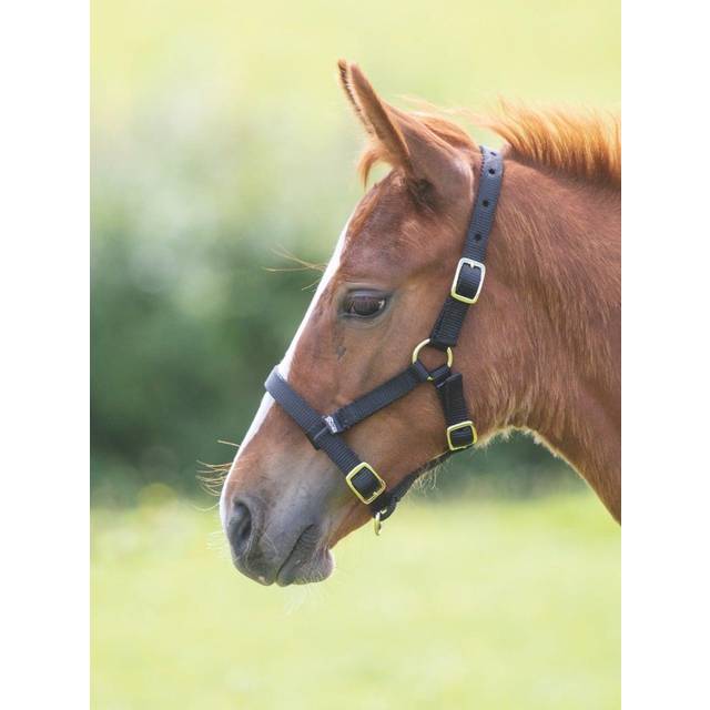 Shires Foal Nylon Headcollar: Navy Blue Colour: Navy Blue