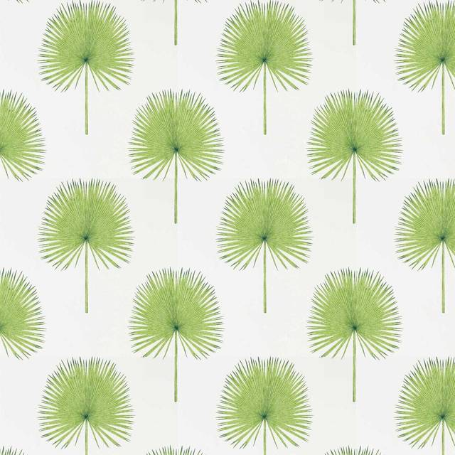 Fan Palm Botanical Green Glasshouse Wallpapers