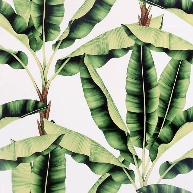 Musa Green Tropical Banana Leaf Realistic Feature Wallpaper 909604 - Arthouse