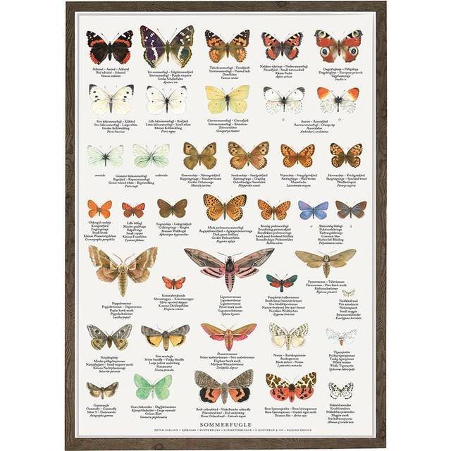 Koustrup & Co. Butterflies Plakat 42x59.4cm