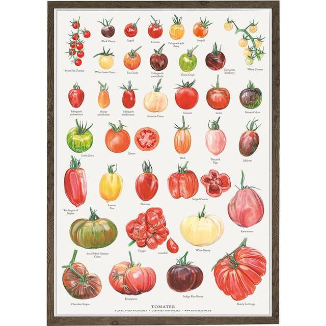 Koustrup & Co. Tomatoes Plakat 42x59.4cm