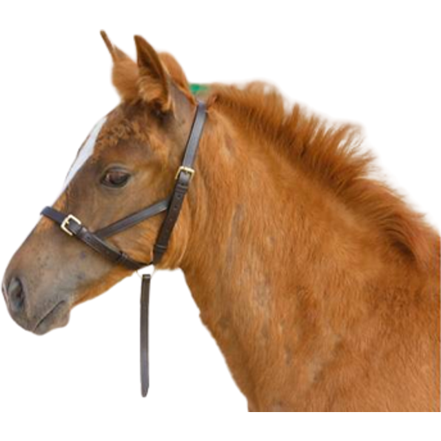 Shires Havanna Blenheim läderföl slip
