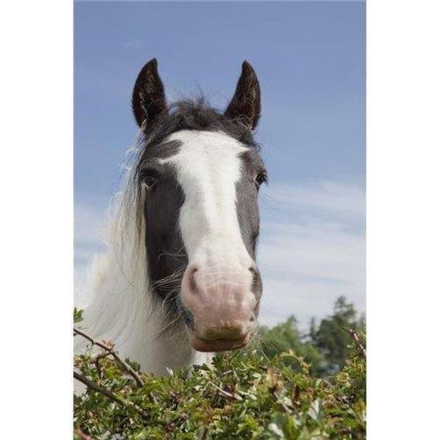 Clydesdale Horse Portrait Poster Print, 12 x 19