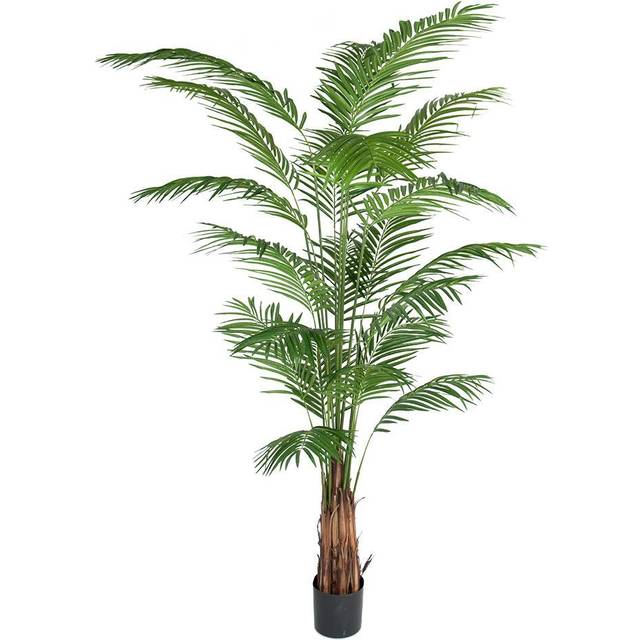 Mr Plant, Areca Palm 240 cm
