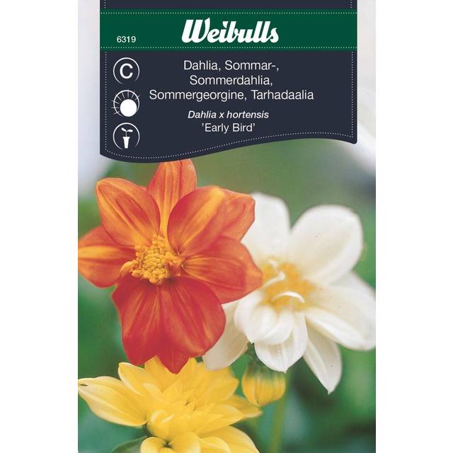 Weibulls Dahlia Early Bird Blomsterfrø - Georginer/Dahlia guide - Havekrogen.dk