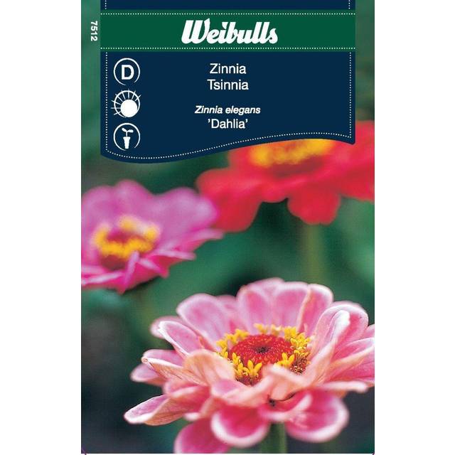 Weibulls Zinnia Dahlia - Georginer/Dahlia guide - Havekrogen.dk