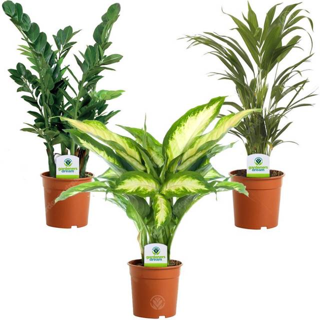 Indoor Plant Mix - 3 Plants - House / Office Live Potted Pot Plant Tree (Mix C)