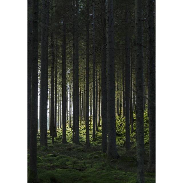 Woods Poster