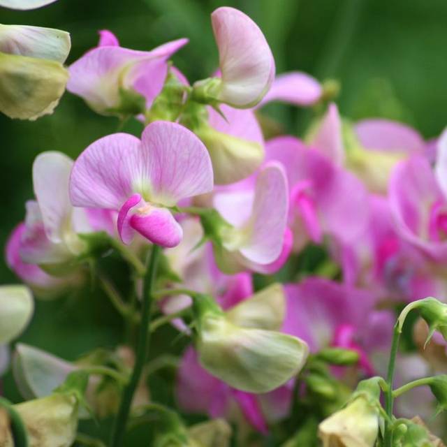 Flerårig Ærteblomst 'Rosa Perle'