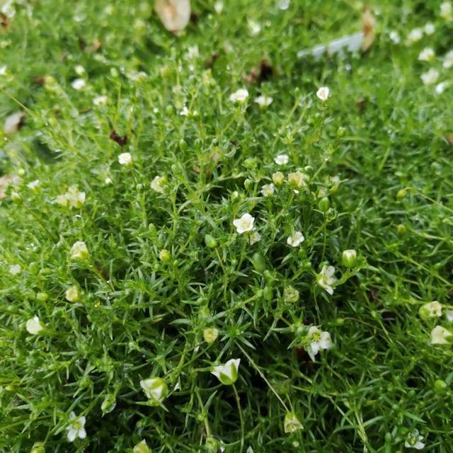 Firling - Sagina subulata Blomsterfrø