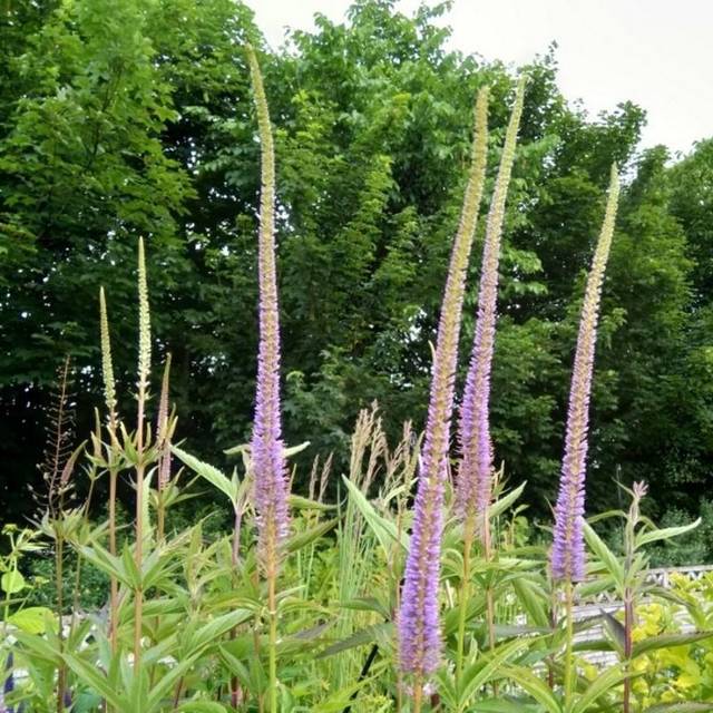 Veronicastrum Virginicum 'Apollo'