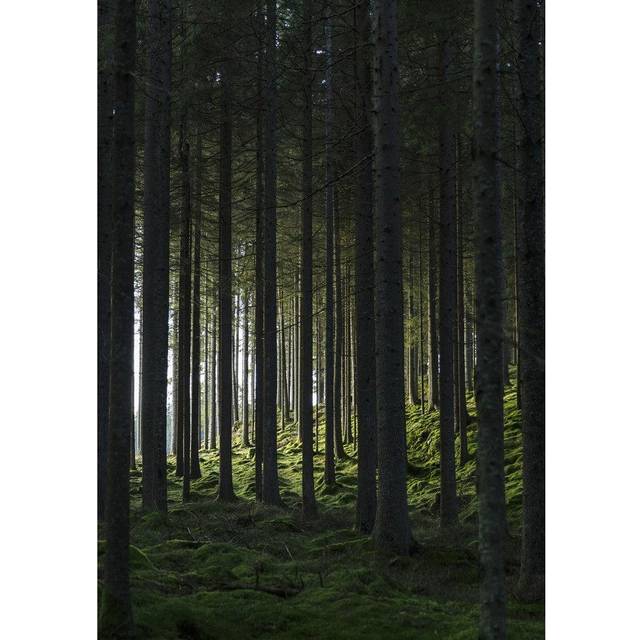 Woods Poster
