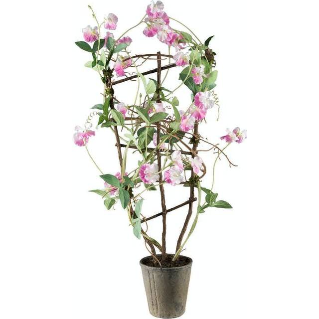 Mr Plant, Luktärt Krukväxt 90 cm Rosa