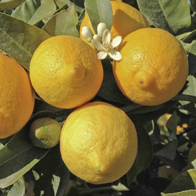 You Garden Large Lemon Eureka Tree - One Colour