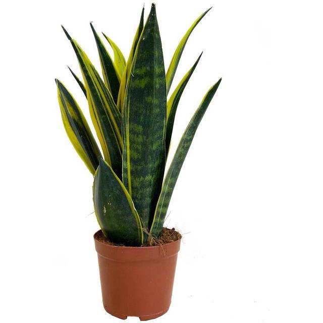 Sansevieria Golden Flame (12cm)
