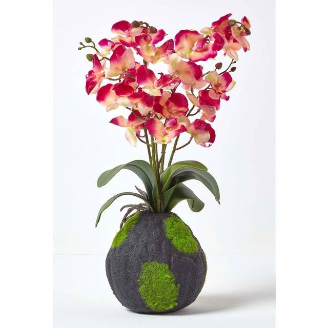 Homescapes Cream and Pink Phalaenopsis Artificial Orchid with Natural Base, 60 cm Tall