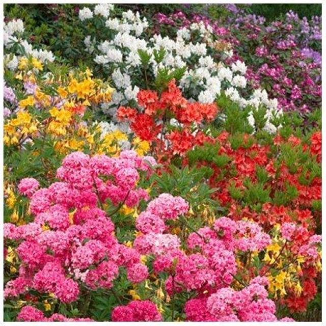 3 x Mixed Rhododendrons Bushy Shrubs Colourful Potted Garden