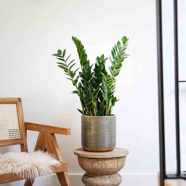 Solis Embossed Plant Pot - Gold