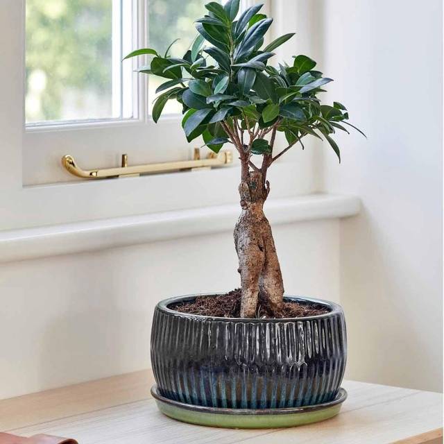Set of 2 Round Reactive Glaze Bonsai Plant Pots - Green