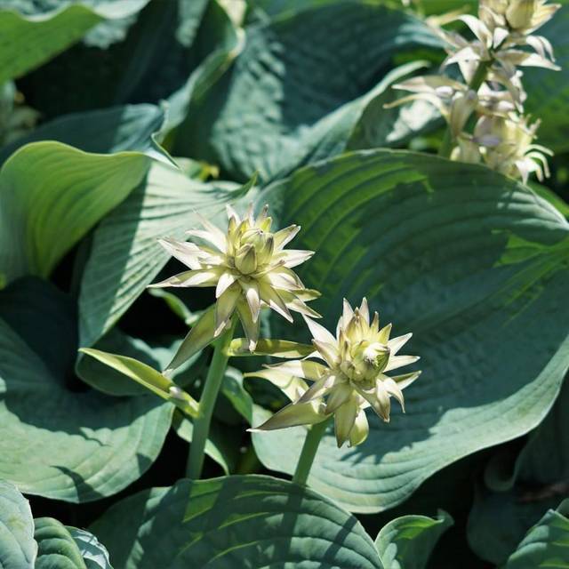 HOSTA sieboldianaglauca Funkia