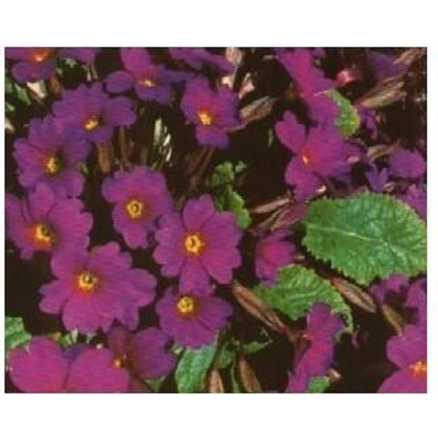 Pudeprimula Wanda Primula juliae Wanda Sommerblomst