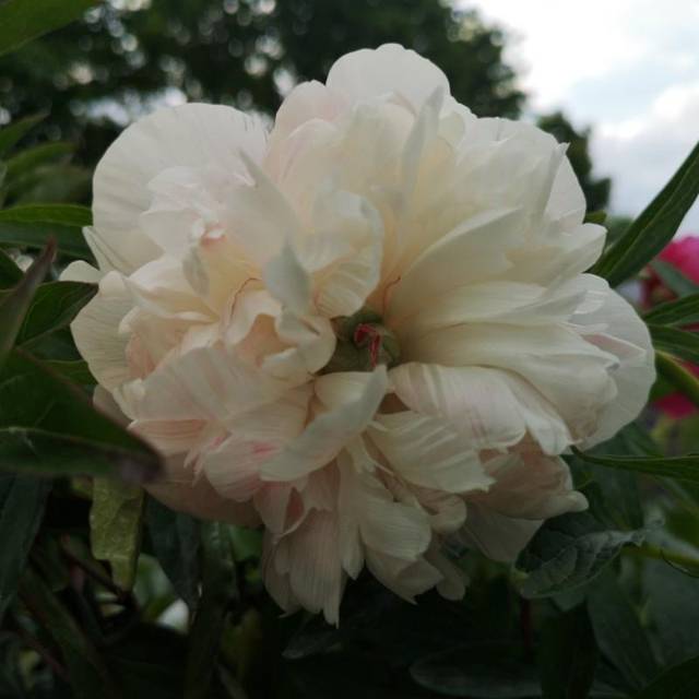 Bonderose Alba Plena Sommerblomst