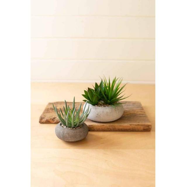 SET OF TWO SUCCULENTS IN CONCRETE POTS