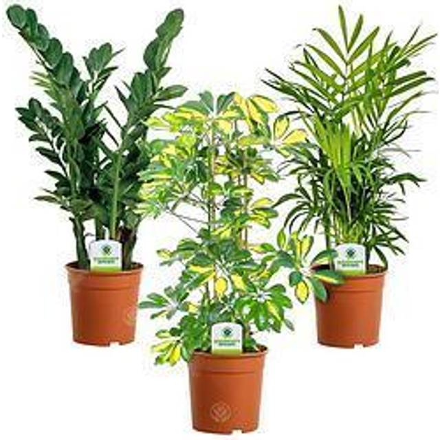 Indoor Plant Mix - 3 Plants - House / Office Live Potted Pot Plant Tree (Mix A)