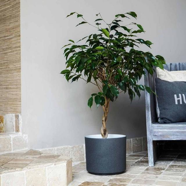 Leon Plant Pot - Granite