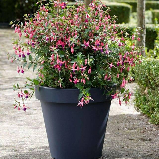 Large Flower Pot Planter Round Garden Plant Pot Indoor Outdoor Rust-Resistant Plant Container (30 x 26 cm Round, Anthracite)