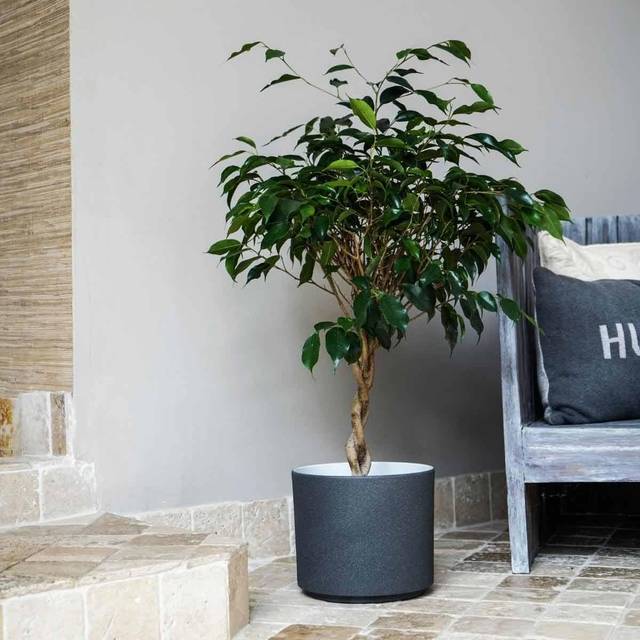 Leon Plant Pot - Dark Grey