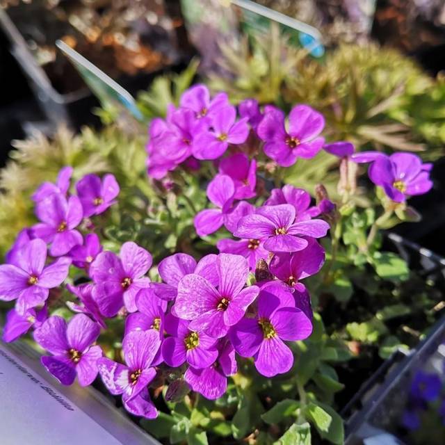 Blåpude Blaumeise - Aubrieta hybrid Blaumeise Blomsterfrø