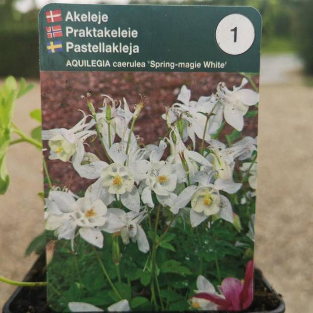 Akeleje Springtime Magic White Aquilegia caerulea Springtime Magic