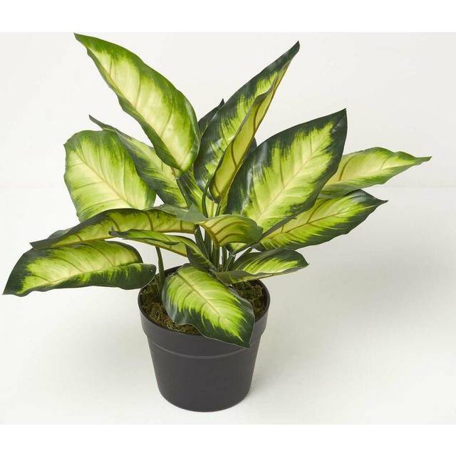 Homescapes Artificial Dieffenbachia Dumb Cane Plant in Pot 50 cm Tall - Vert