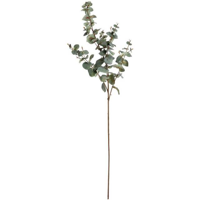Variegated Eucalyptus
