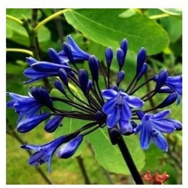 Agapanthus Hybrid 'Black Buddhist' Staude