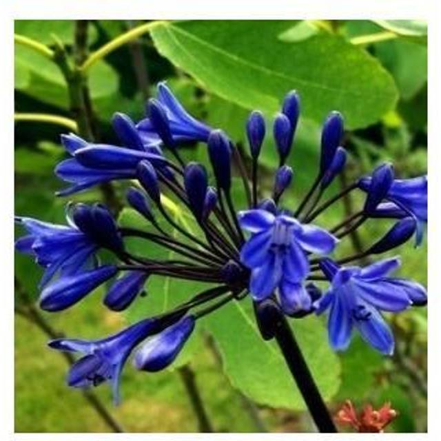 Agapanthus Hybrid 'Black Buddhist'