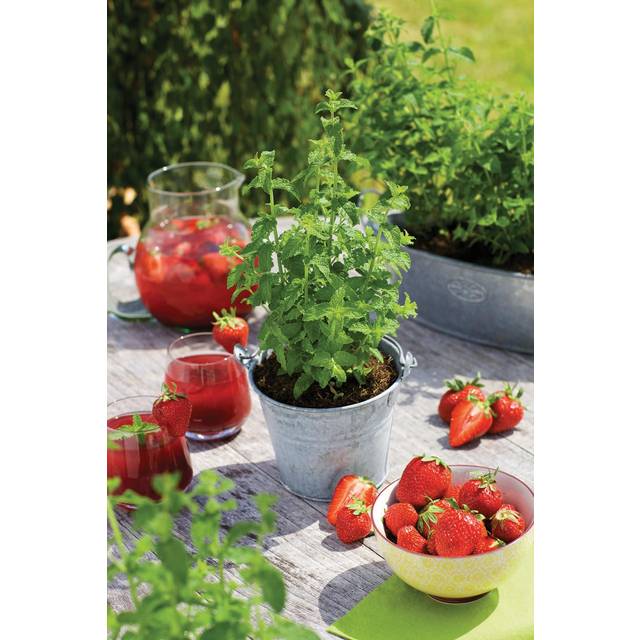 MENTHA arv.'Strawberry Mint' Jordbær Sommerblomst